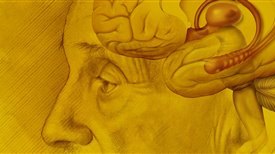 Evolución cerebral y socialización homínida