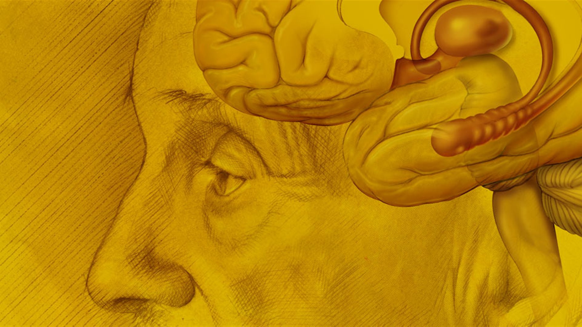 Brain evolution and hominid socialization