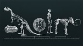 La vida en la Tierra hace 500 millones de años: los primeros animales