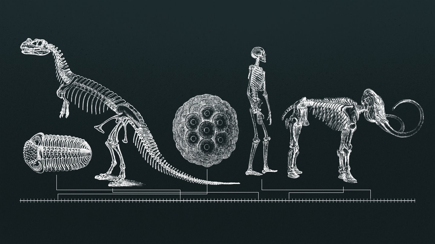 Historia de la vida en la Tierra: Cuando los dinosaurios dominaban la  Tierra. La gran extinción de hace 66 millones de años | Fundación Juan March