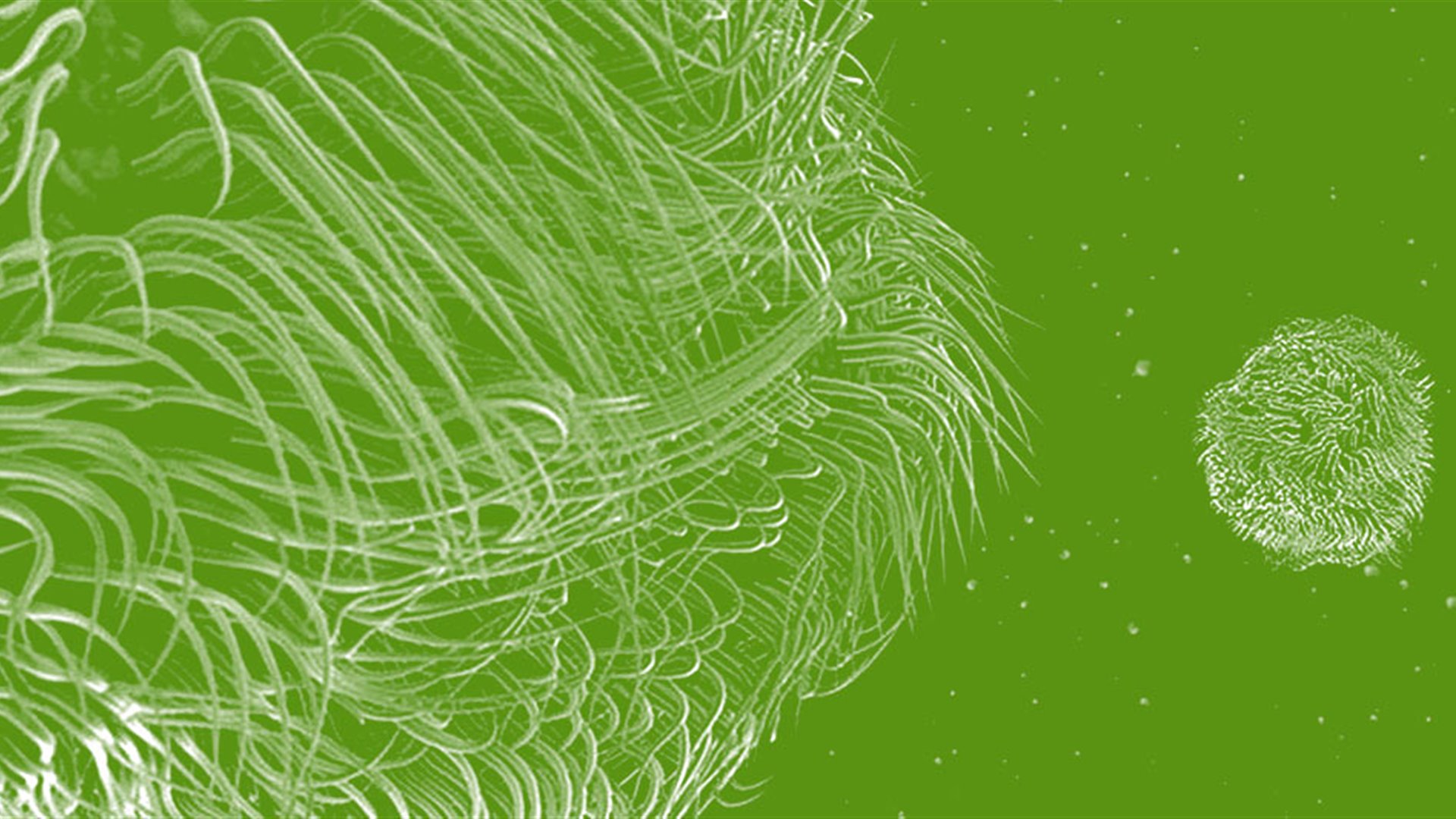 Los virus bacterianos como modelo. De la Biología Molecular a la Biotecnología